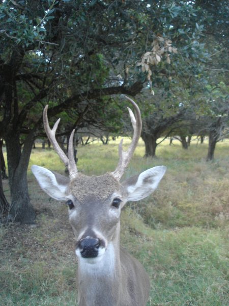 white-tail-deer-at-fossil-rim