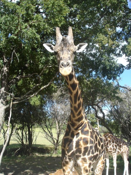 giraffe-says-hello-at-fossil-rim-wildlife-park