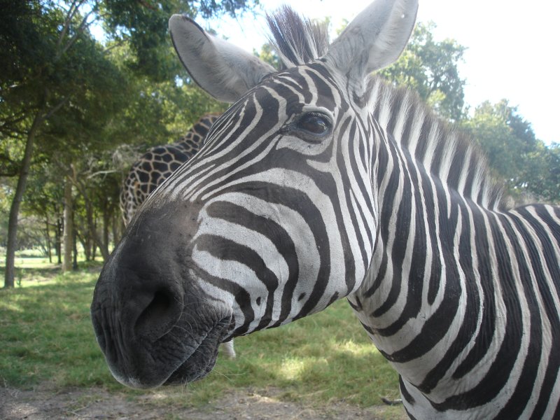 zebra-at-fossil-rim-wildlife-park