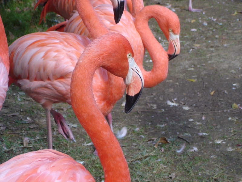 pink-flamingo-at-dudley-zoo