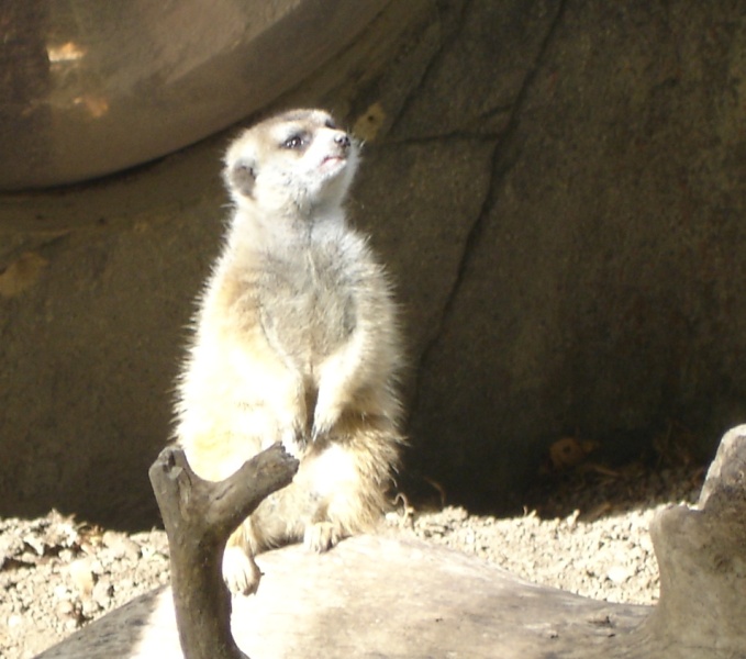 meerkat-from-disney-animal-kingdom