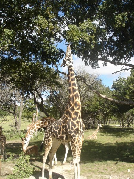 stretching-giraffe-at-fossil-rim-wildlife-park
