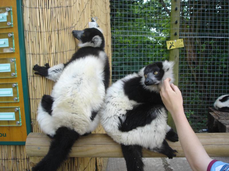 lemur-experience-at-dudley-zoo